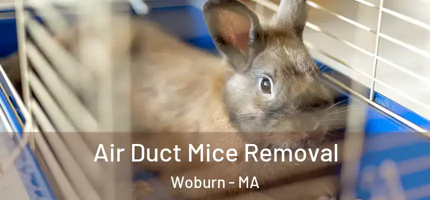  Air Duct Mice Removal Woburn - MA